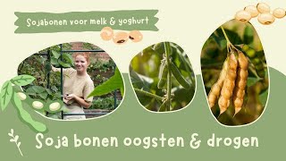 Sojabonenedamame oogsten amp drogen  Houtsnippers in de moestuin [upl. by Criswell]