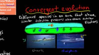 7 Convergent and divergent evolution HSC biology [upl. by Cymbre936]