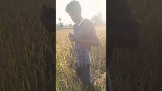 wija pite song video shortsLondi kya songgondi koya song 2024gondi koya songnewgondi kya song [upl. by Lairbag]