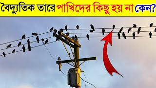 তারে বসলেও পাখিদের শক লাগেনা কেন  কারণ জানলে অবাক হবেন  Why Birds Dont Get Electric Shocked [upl. by Freberg551]