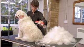 FURminator for Dogs Video [upl. by Modestine872]