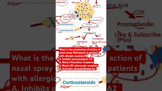 Mechanism of action of nasal spray fluticasone in patients with allergic reactions [upl. by Latsyrc]