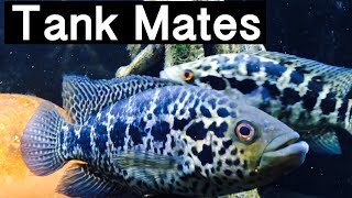 Best Tank Mates for Jaguar Cichlids [upl. by O'Driscoll189]