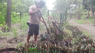 PLANTING CACTUS USING A SHOVEL  SBH CAMP [upl. by Saraiya]