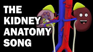 KIDNEY ANATOMY SONG [upl. by Alliuqal879]