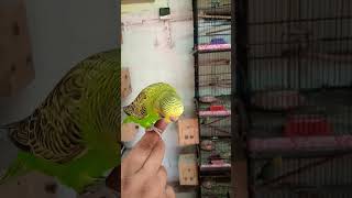 Green Melanistic Spangle budgie [upl. by Nador]