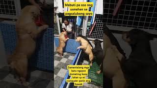 Mabuti pa aso nag uunahan sa pagsalubong sayoMga bata ngayon dumating kana lahat cp parin ang hawak [upl. by Grefer]