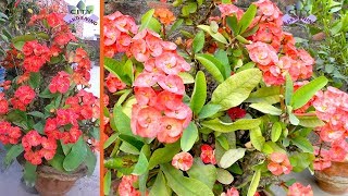 Care and propagation of Euphorbia milii or Crown of thorns [upl. by Idalina866]