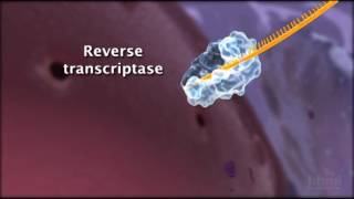 HIV Life Cycle  HHMI BioInteractive Video [upl. by Swetlana]