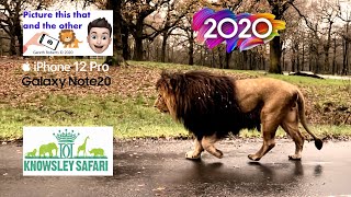 Lions in Action at Knowsley Safari Park Extended Version [upl. by Neau]