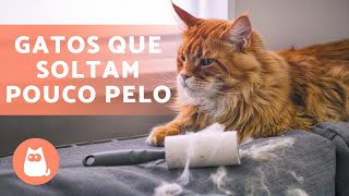 8 RAÇAS DE GATOS que soltam POUCO PELO 🐱 [upl. by Adnarom]