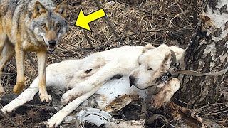 Er Setzte seinen Hund im Wald aus Was der Wolf Tat war Unglaublich [upl. by Bouzoun]