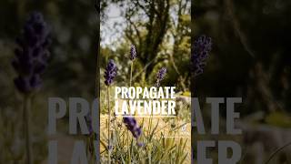 How to Propagate Lavender Easily [upl. by Girvin]