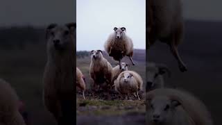 This one time of year when Icelandic sheep learn how to fly [upl. by Christyna327]