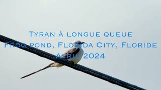 Tyran à longue queue scissortailed Flycatcher tyrannus forficatus Florida City avril 2024 [upl. by Ahkeber972]