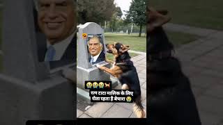 ratan tata ka kutta tasvir ko dekh kar kitna rota hai malik [upl. by Elvera]