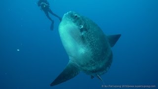 Mola mola in Nusa PenidaBali 2015 [upl. by Eachelle929]