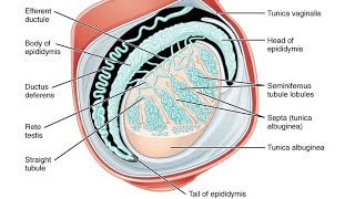 Covering of testis l Male Reproductive System  नर जनन तंत्र  Male reproductive system Anatomy [upl. by Jezabella]