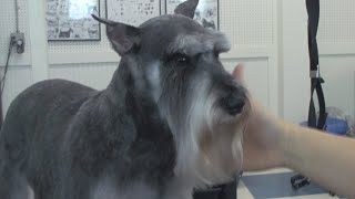 How to Groom a Schnauzer  DoItYourself Dog Grooming [upl. by Gregoire]