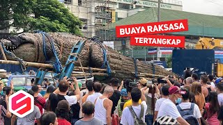 BUAYA RAKSASA DIANGKUT TRUK Gegegerkan Warga di Jalan Terungkap Fakta Mengejutkan [upl. by Tybie]