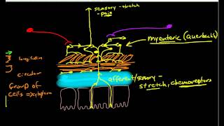 Physiology of Peristalsis [upl. by Karin]