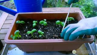 Secrets to Planting Basil at Home Complete Guide [upl. by Imray613]