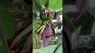 How Plantain Grows Day 5 shorts [upl. by Nevart]