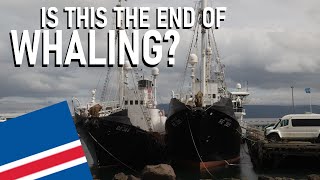 Is Whaling In Iceland Coming To An End [upl. by Tai]