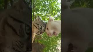 World of Pets  Funny Animals  shorts shortsvideo cat dog funnyvideo funny animals cute [upl. by Muirhead367]