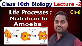 class 10th biology II Nutrition in amoeba II by nds classes [upl. by Aliehs838]