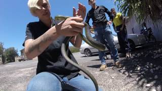 getting the ticks off a green tree snake [upl. by Janette]