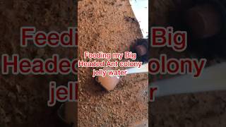 Feeding my Carebara Diversa Ant Colony Pink JELLY ants shorts [upl. by Rozele200]