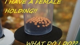 How to breed African Cichlids part 6 quotWhat to do when a female is holdingquot [upl. by Htebzil]