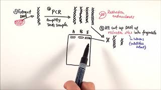 A2 Biology  DNA profiling OCR A Chapter 211 [upl. by Sioux29]