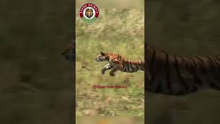 Tiger Hunts a Deer A Thrilling Chase in the Wild 🐅🦌🔥 wildlife tiger [upl. by Inaffyt]