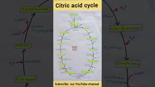 Trick to remember Krebs cycle [upl. by Wendall]