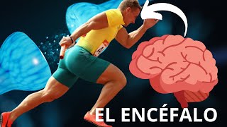 ANATOMÍA DEL ENCÉFALO 🧠  SISTEMA NERVIOSO Y ACTIVIDAD FÍSICA [upl. by Rusert638]