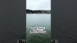 Seattle Whale Watching with Puget Sound Express [upl. by Goodard]