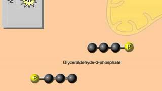 Glycolysis Overview Animation for Cellular Respiration [upl. by Penelope]