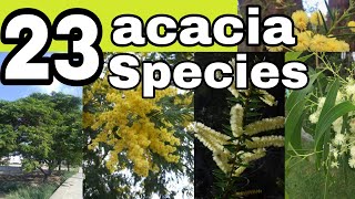 23 species of acacia trees and shrubsnamesacacia varieties [upl. by Attenohs]