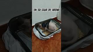 Josefa en su caja de arena cat sphynx kitten gato michis michimemes memes humor comedy pet [upl. by Yrrep]