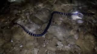 WaloWalo Sea Snake Encounter [upl. by Bernardo]