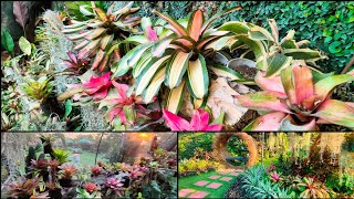 BROMELIADS UPDATE amp FOR SALE 😍🌿 GAGANDA [upl. by Mattias]