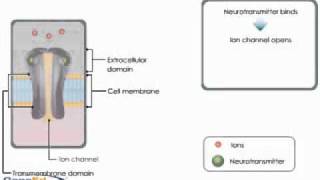 Receptor ligado à canal iônico [upl. by Kannan]