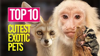 Top 10 Cutest Exotic Pets You can Legally Own [upl. by Jackson939]