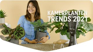 Kamerplanten Trends 2021  Mijn Kamerplanten  Pokon [upl. by Terag76]