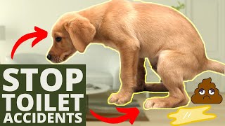 5 Puppy House Training Tips EVERY Dog Owner Needs [upl. by Ainoz]