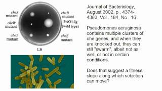 A Response to Jonathan M on Bacterial Chemotaxis [upl. by Arrec]