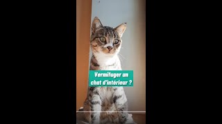 Vermifuger un chat dintérieur [upl. by Leummas657]