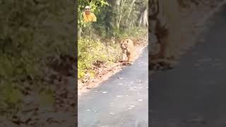 Tiger on road during Safari pilibhittigerreserve wildlife tiger [upl. by Ellinet]